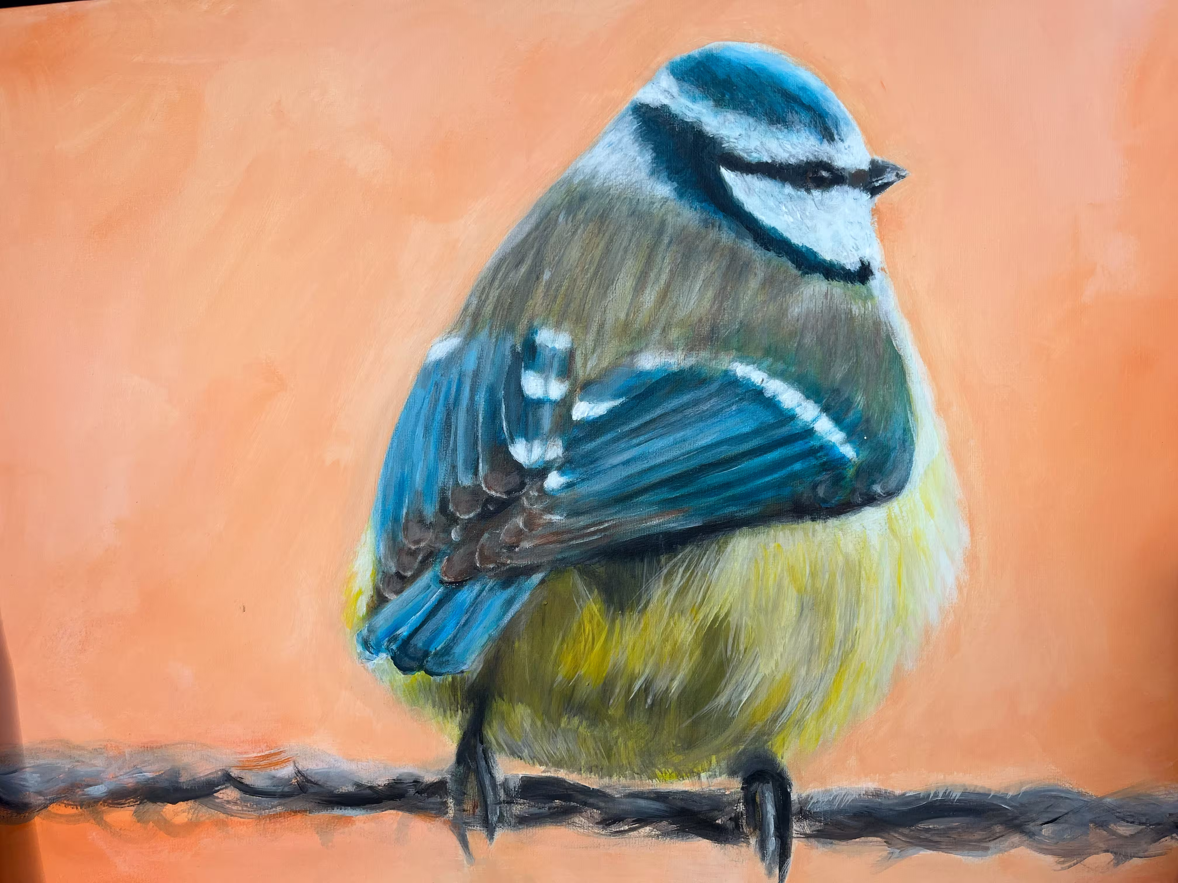 Dikke pimpelmees - Acryl op canvas Dikke pimpelmees - Acryl op canvas